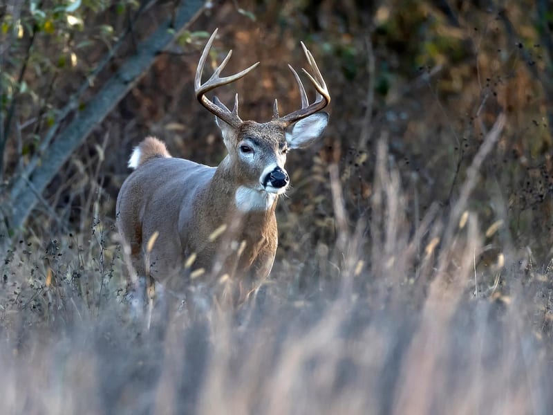 Deer Recovery & Wildlife